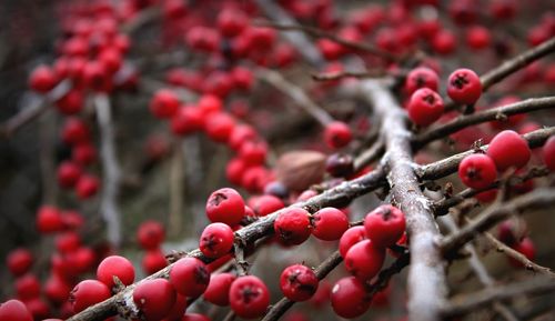 Close-up of red berries growing on tree