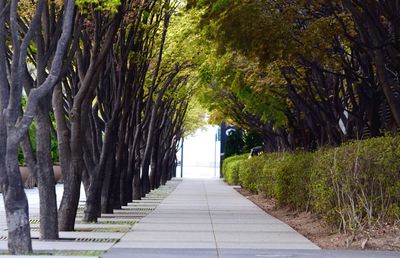 Footpath amidst trees in park