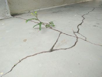 High angle view of plant growing on wall