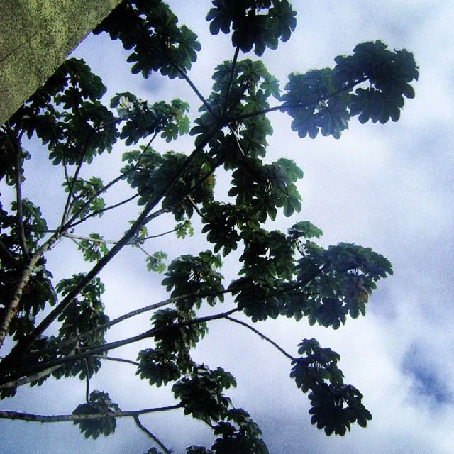 low angle view, tree, sky, branch, growth, nature, tranquility, beauty in nature, cloud - sky, leaf, day, outdoors, no people, tree trunk, high section, green color, scenics, cloud, tall - high, tranquil scene