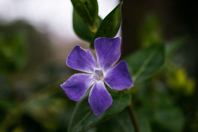 Close-up of purple flower blooming outdoors