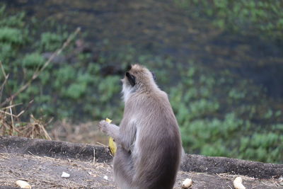 View of monkey sitting on land