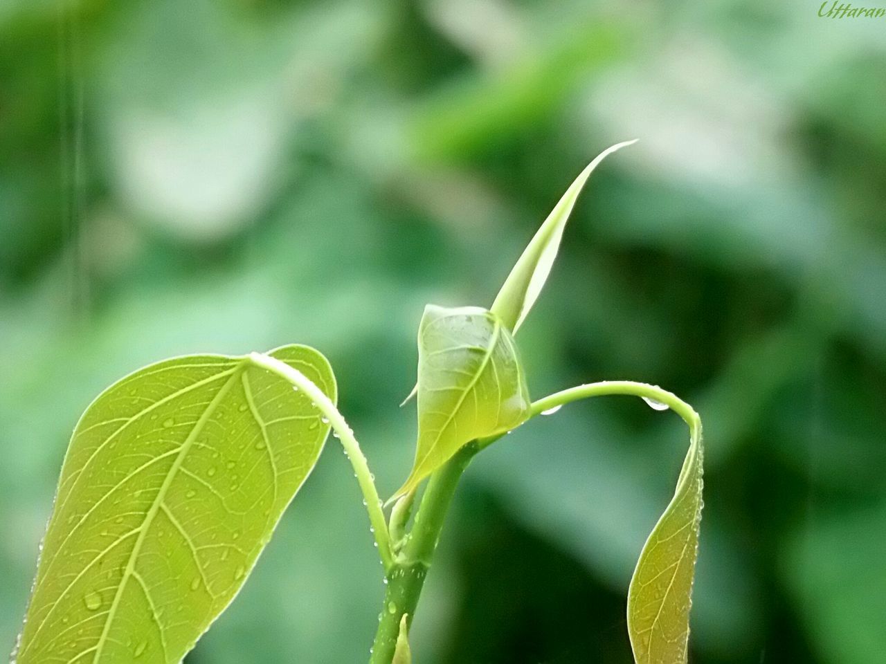 leaf, green color, focus on foreground, close-up, growth, plant, nature, leaf vein, insect, one animal, beauty in nature, green, selective focus, stem, outdoors, day, animals in the wild, wildlife, freshness, bud