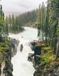 Scenic view of stream flowing through forest