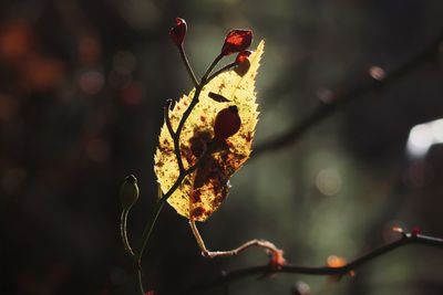 Red berries and a yellow leaf