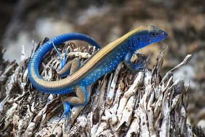 Close-up of blue lizard