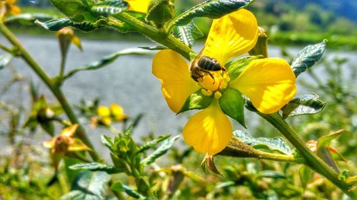 Close-up of yellow flowers