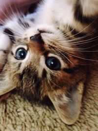 Close-up portrait of cat