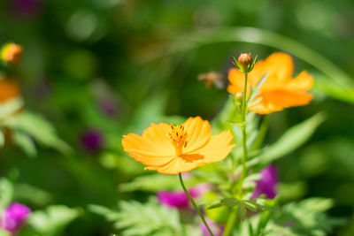 Close-up of yellow cosmos flower