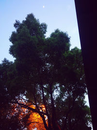 Low angle view of trees in forest against sky