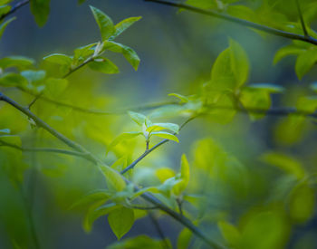 Fresh, green leaves of a bird cherry tree during spring.