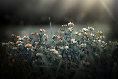 Close-up of flowering plants on field