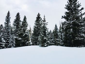 Pine trees on snow covered land against sky