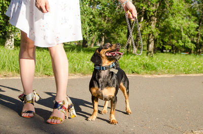 Low section of people with dog