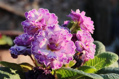 Close-up of pink flowering plant