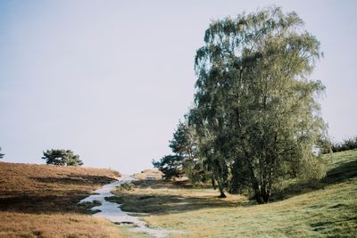 Trees on landscape against clear sky