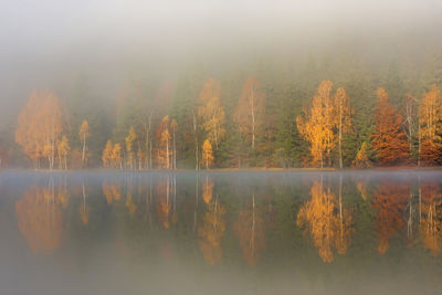 Scenic view of lake in forest during autumn