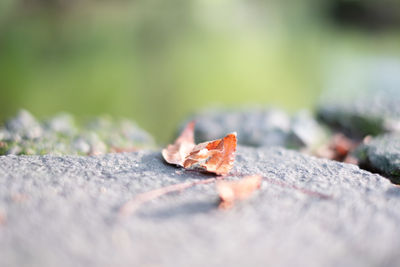 Close-up of autumn leaves