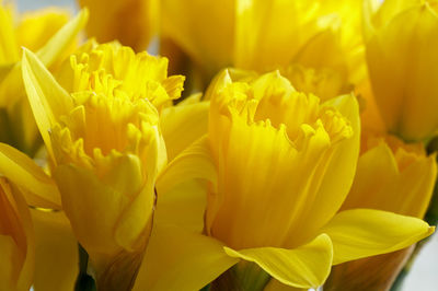 Close-up of yellow flowering narcissus 