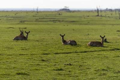 Impalas in a field