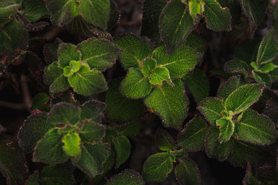 Full frame shot of fresh green leaves