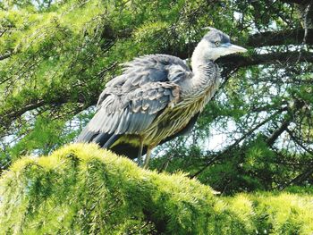 Bird perching on a tree