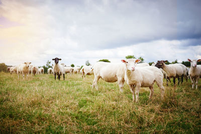 Sheep grazing on field