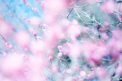 Pink flowering plants in park