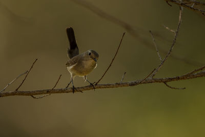 Close-up of bird perching on branch