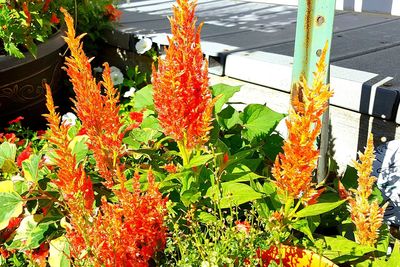 Flowers growing on tree