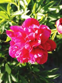 Close-up of pink flower blooming outdoors