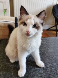 Portrait of cat sitting at home