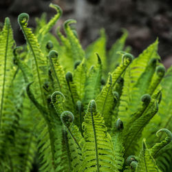 Close-up of fern on field