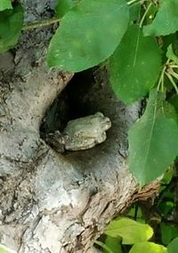 Close-up of tree trunk