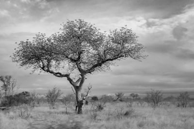 Tree on field against sky