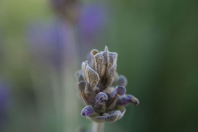 Close-up of flower plant