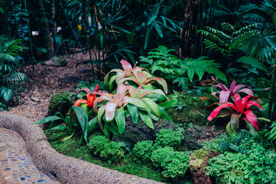 Close-up of flowering plant