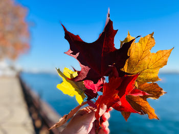 Close-up of various maple leaves in hand