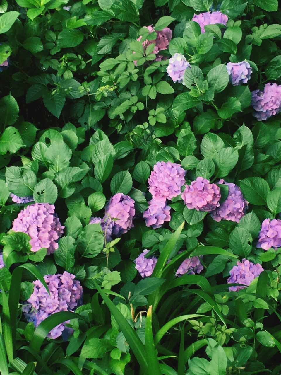 flower, growth, freshness, leaf, green color, beauty in nature, plant, fragility, nature, petal, blooming, purple, high angle view, pink color, flower head, in bloom, field, outdoors, park - man made space, green