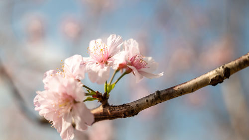 Close-up of white cherry blossom