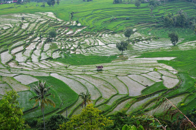 High angle view of rice paddy