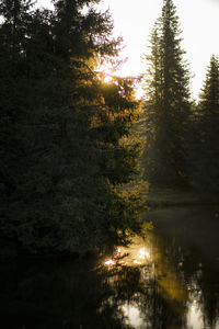 Trees by lake in forest against sky at sunset