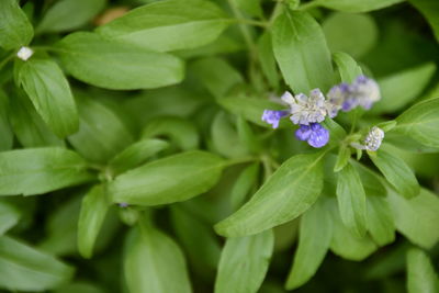 Close-up of purple flowering plant