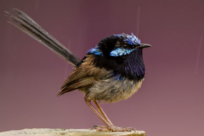 Close-up of bird perching on wood