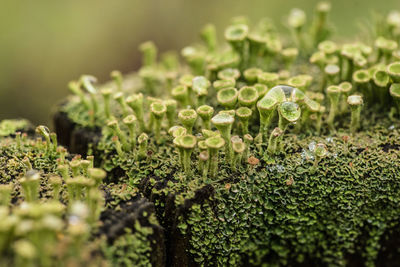 Close-up of plants