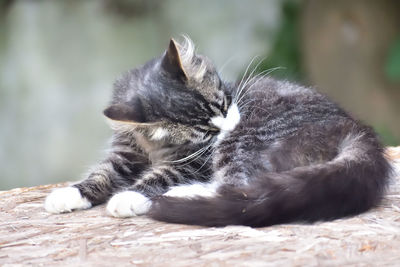 Close-up of cat lying on floor