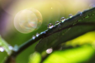 Close-up of raindrops on leaf