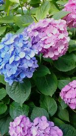 Close-up of purple hydrangea blooming outdoors