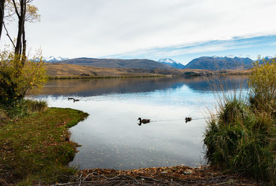 View of birds in lake against sky