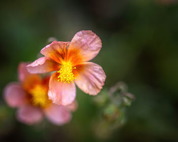 Close-up of orange flower